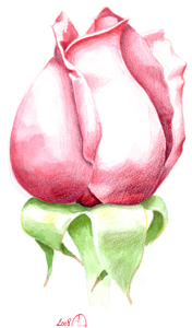 rose