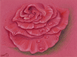 rose